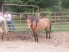 Horse For Sale: you name her- Photo 1