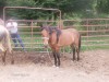 Horse for sale: you name her Horse for sale: you name her