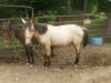 Horse for sale: you name her Horse for sale: you name her