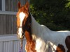 Horse For Sale: Blaze     Registered as - Photo 1
