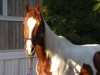 Horse for sale: Paint horses Horse for sale: Paint horses
