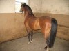 Horse for sale: Max Horse for sale: Max