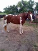 Horse SOLD: Red Wings Red Canyon- Photo 1