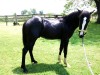 Horse for sale: Hustla Horse for sale: Hustla