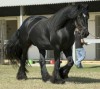 Horse for sale: Chico Horse for sale: Chico