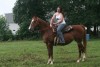 Horse For Sale: Anza- Photo 1