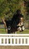 Horse For Sale: Tiny Tim- Photo 1