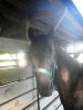 Horse For Sale: Sweet Daddy- Photo 1