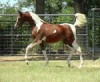 Horse For Sale: kelly white- Photo 1
