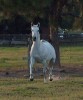 Horse for sale: Forsah Horse for sale: Forsah