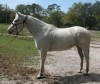Horse for sale: Socketts Silver Mist aka Sara
