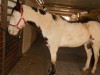 Horse SOLD: Winchester- Photo 1