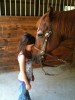 Horse for sale: Shoulda Bena Chugger (Ben) Horse for sale: Shoulda Bena Chugger (Ben)