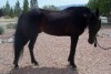 Horse for sale: Zachs Cowboy