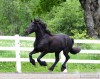 Horse For Sale: Angele- Photo 1