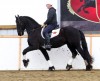 Horse for sale: Rindert