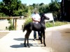 Horse for sale: Black Beauty