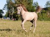 Horse for sale: Ponti Pilat