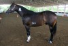 Horse For Sale: HEZA PAINTED COOSA- Photo 1