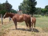 Horse for sale: MS LUCKY TRADITION Horse for sale: MS LUCKY TRADITION