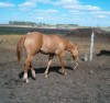 Horse for sale: INDYCAR RACER Horse for sale: INDYCAR RACER