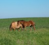 Horse for sale: KENNEDY - AQHA Bay Colt Horse for sale: KENNEDY - AQHA Bay Colt