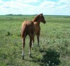 Horse for sale: KENO - AQHA Red Dun colt Horse for sale: KENO - AQHA Red Dun colt