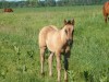 Horse for sale: KERMIT - AQHA Grullo Colt Horse for sale: KERMIT - AQHA Grullo Colt