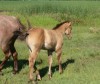 Horse for sale: KIPPER - AQHA Dun Colt Horse for sale: KIPPER - AQHA Dun Colt