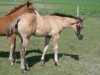 Horse for sale: LIBERTY - AQHA Grullo filly Horse for sale: LIBERTY - AQHA Grullo filly
