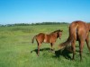 KENNEDY - AQHA Bay Colt- Photo 2