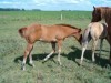 KENO - AQHA Red Dun colt- Photo 2