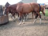 Horse for sale: Real Comotion Horse for sale: Real Comotion
