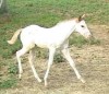 Horse for sale: Fire With Ice Horse for sale: Fire With Ice