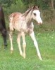 Horse for sale: Frost In The Air Horse for sale: Frost In The Air