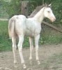 Horse for sale: Princess Gracie Horse for sale: Princess Gracie