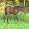 Horse for sale: Shes A Belle Air Horse for sale: Shes A Belle Air