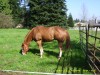 Horse for sale: A Poetic Justis Horse for sale: A Poetic Justis