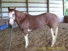 Horse for sale: Laced up and Serious Horse for sale: Laced up and Serious