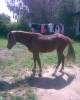 Horse For Sale: suger- Photo 1