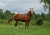 Horse For Sale: Sweet Cappuccino- Photo 1