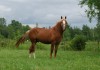 Horse for sale: Sweet Cappuccino Horse for sale: Sweet Cappuccino