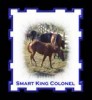 Horse For Sale: Smart King Colonel- Photo 1