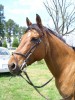 Horse For Sale: Maggie- Photo 1