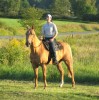 Horse For Sale: Smooth Whistler- Photo 1