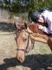 Horse For Sale: Byn- Photo 1