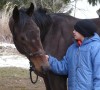 Horse For Sale: CB- Photo 1