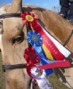 Horse For Sale: Dink- Photo 1