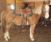 Horse For Sale: Pac Alotta Cash- Photo 1