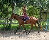 Horse SOLD: trucker- Photo 1
